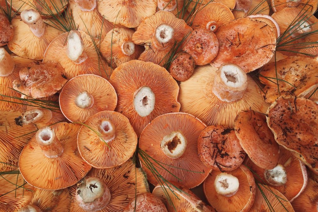 Pine Mushroom Biviano Direct