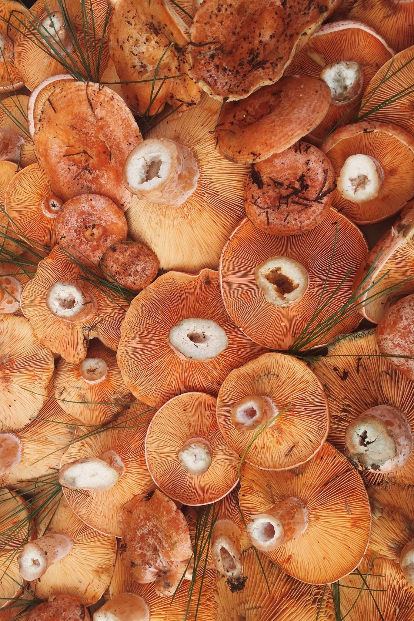 Pine Mushroom - Biviano Direct