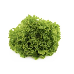 Lettuce Coral Green