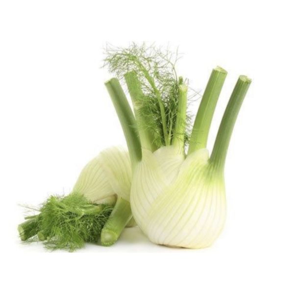 Fennel Large
