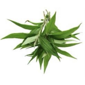 Herb - Mint Vietnamese