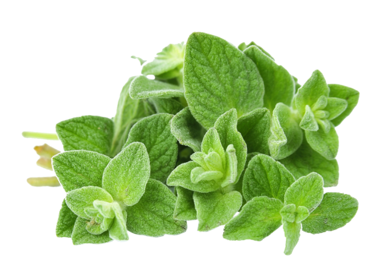 Herb Oregano Fresh