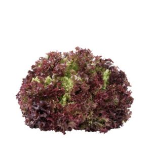 Lettuce Coral Red