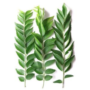 Herb - Curry Leaves