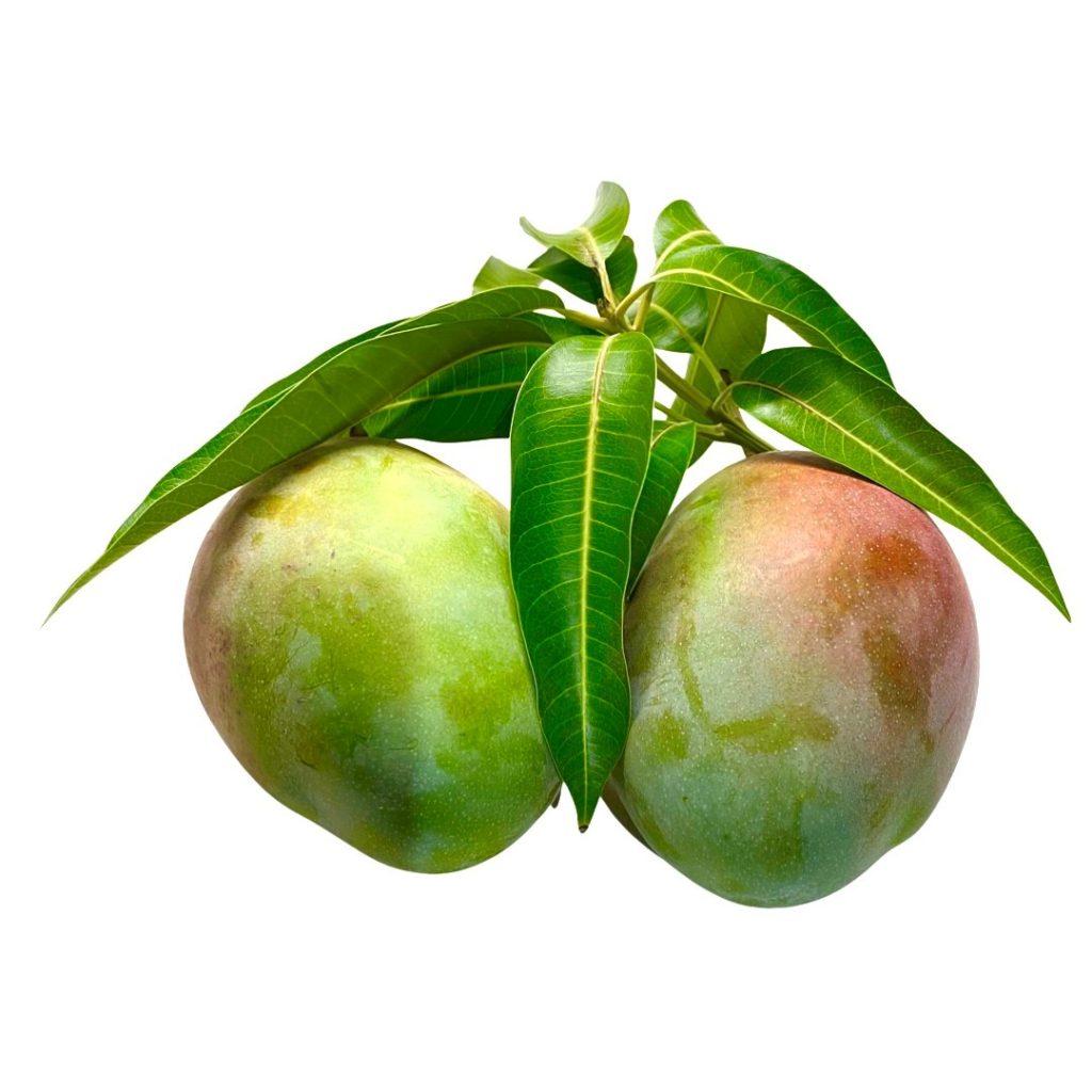 Biviano Direct Mango Green (Per KG) Australian Grown