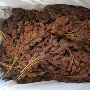 Dried Muscatel grapes on the vine