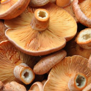 Pine-Mushroom
