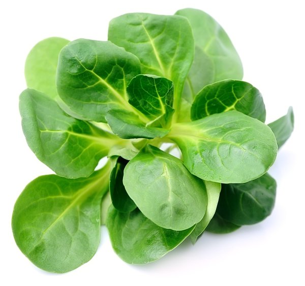 Lettuce - Mache Rosettes/Lamb's Tongue Lettuce - 100g Pnt