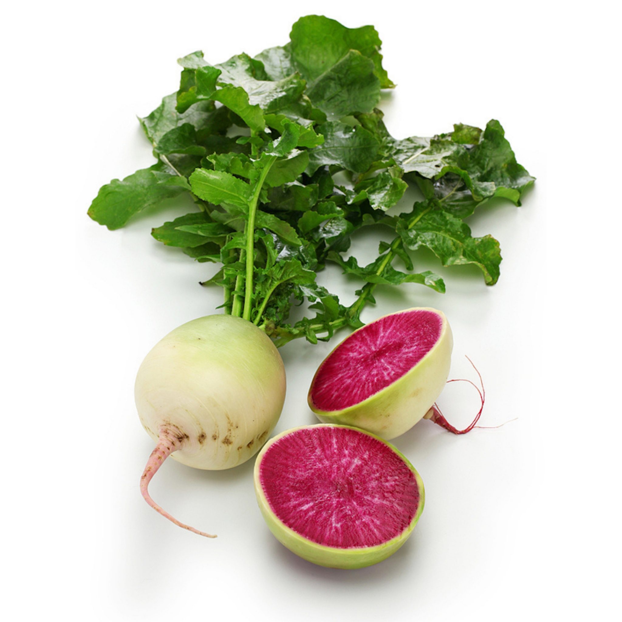 Radish Watermelon Radish / Shinrimei (or Xin Li Mei) Biviano Direct