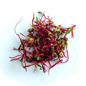 Micro Chard Pot